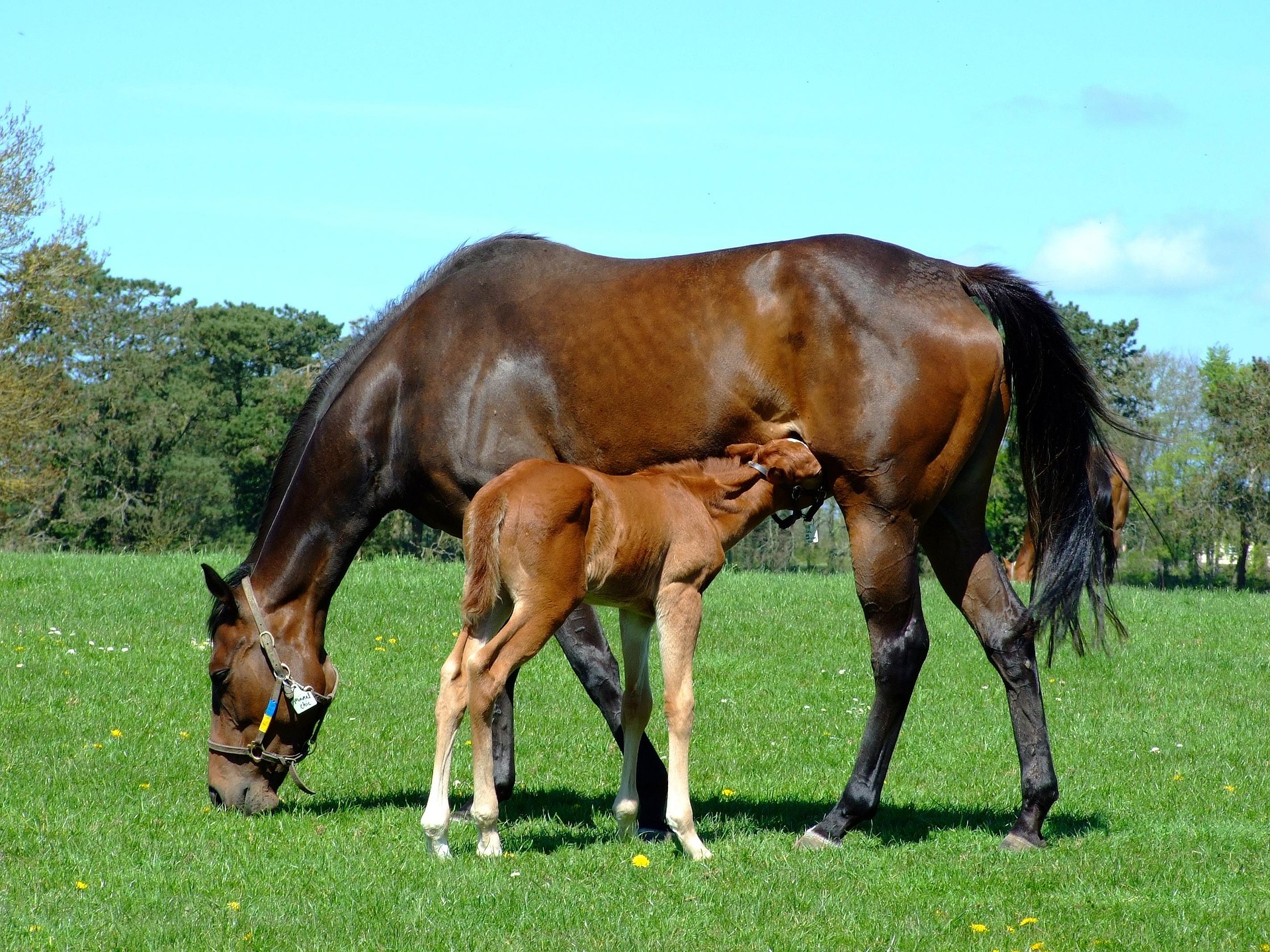 Brood mare with foal in green paddock