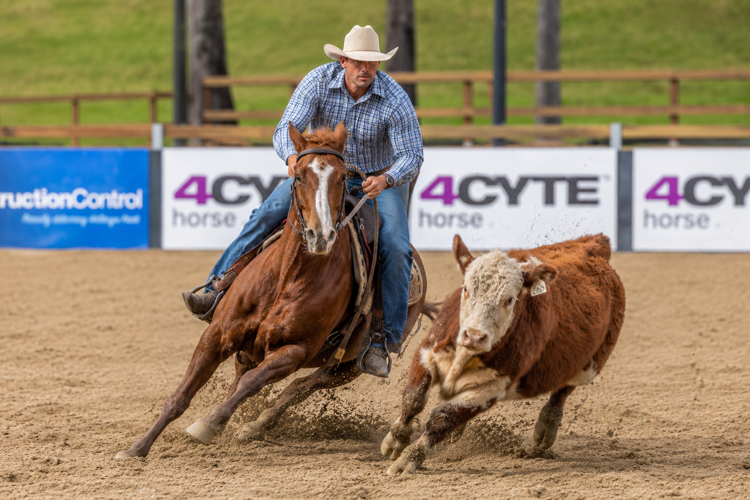 Campdrafting horse